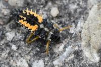 Harmonia axyridis