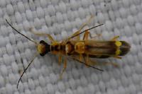 Malthinus seriepunctatus