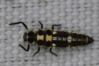 Propylea quatuordecimpunctata