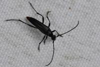 Rutpela nigra