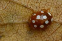 Vibidia duodecimguttata