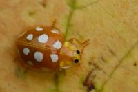 Halyzia sedecimguttata