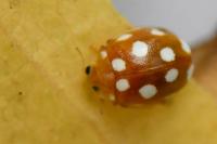 Vibidia duodecimguttata