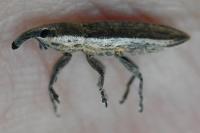 Lixus juncii