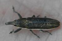 Lixus juncii