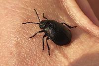 Galeruca tanaceti