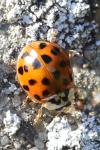 Harmonia axyridis