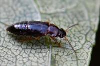 Phyllodrepoidea crenata