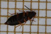 Phyllodrepoidea crenata