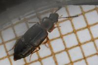 Phyllodrepoidea crenata