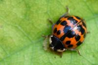 Harmonia axyridis