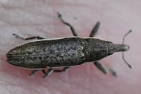 Lixus juncii