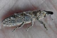 Lixus juncii