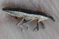 Lixus juncii