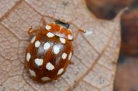 Calvia quatuordecimguttata