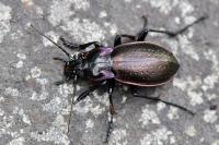 Carabus nemoralis