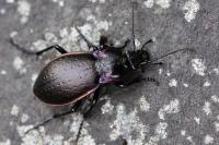 Carabus nemoralis