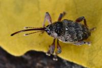 Curculio glandium
