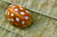 Halyzia sedecimguttata