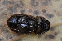 Melinopterus prodromus