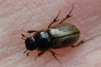 Melinopterus prodromus