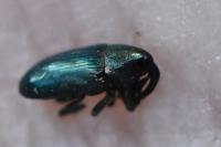Aulacobaris coerulescens