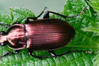 Poecilus cupreus