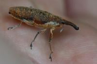 Lixus pulverulentus