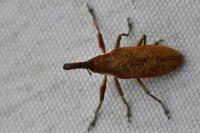 Lixus pulverulentus