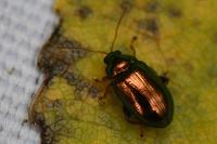 Crepidodera aurea