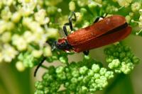 Lygistopterus sanguineus