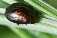 Chrysolina americana
