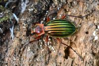 Carabus auronitens
