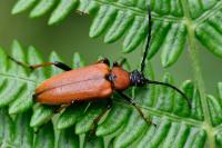 Stictoleptura rubra
