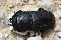 Dorcus parallelipipedus