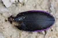 Carabus violaceus