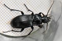Abax parallelepipedus