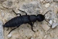 Ocypus olens