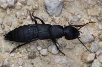 Ocypus olens