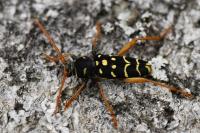 Plagionotus arcuatus