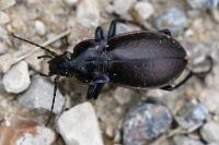 Carabus nemoralis