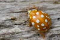 Halyzia sedecimguttata