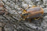 Galerucella