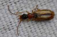 Demetrias atricapillus