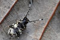 Platystomos albinus