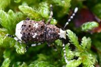 Platystomos albinus