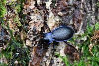 Carabus problematicus
