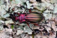Carabus auronitens