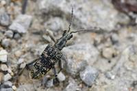 Rhagium sycophanta