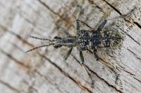 Rhagium sycophanta